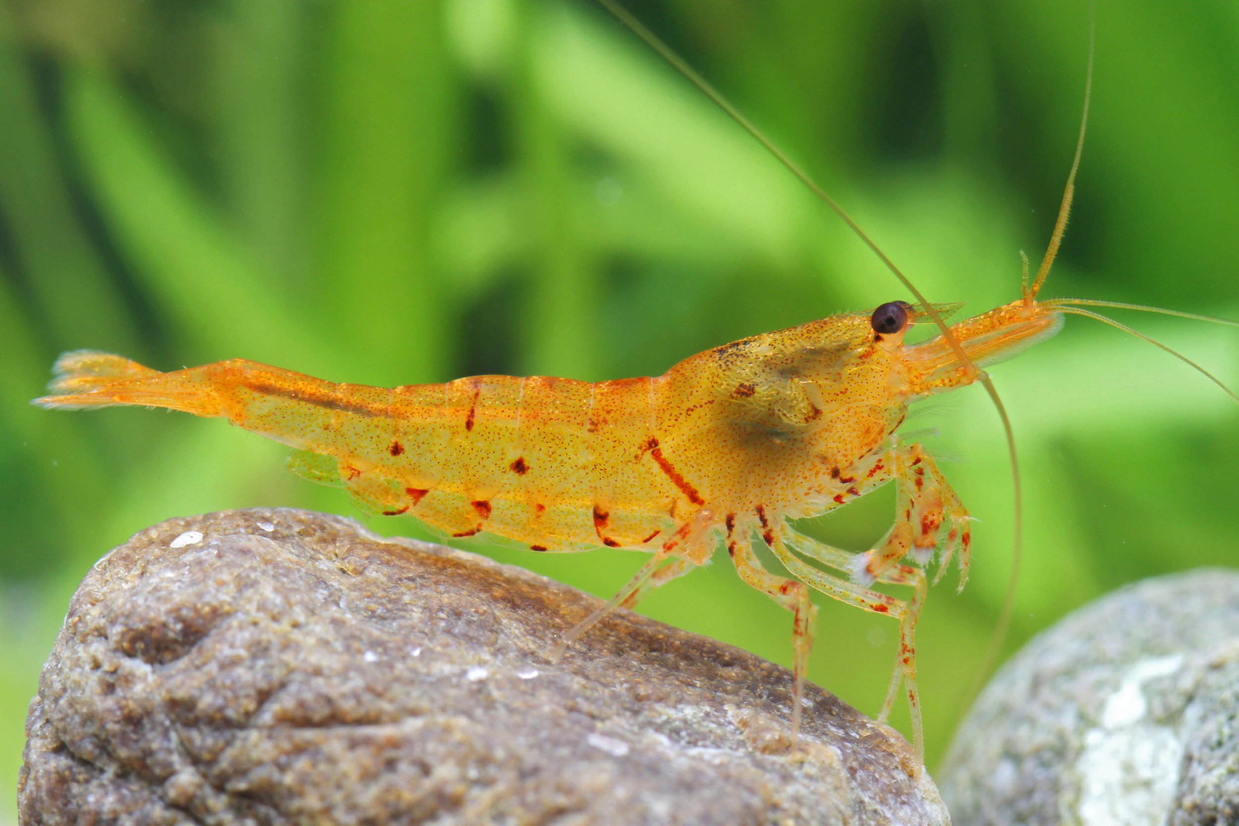 Golden Tiger Shrimp (Caridina cantonensis)